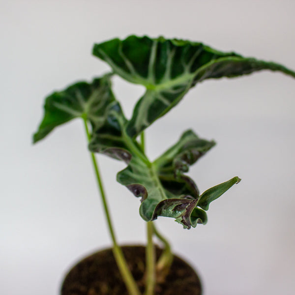Alocasia 'Loco'