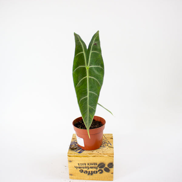 Alocasia Longiloba Silver 10.5cm H15cm
