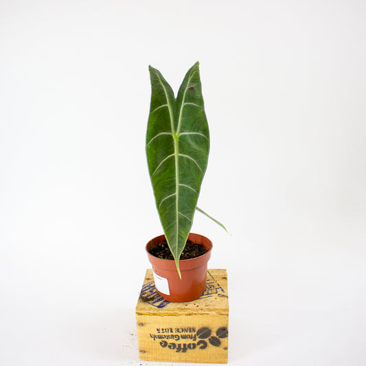 Alocasia Longiloba Silver 10.5cm H15cm
