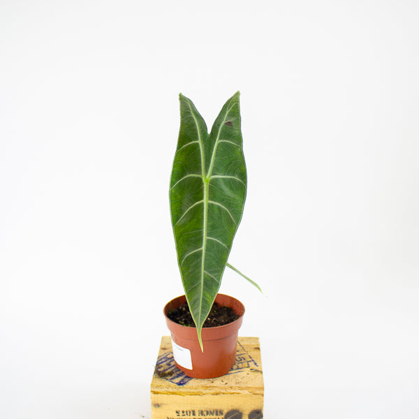 Alocasia Longiloba Silver 10.5cm H15cm