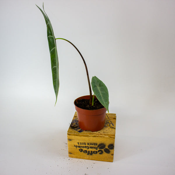 Alocasia Longiloba Silver 10.5cm H15cm