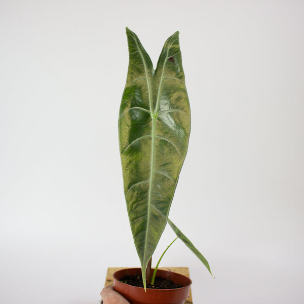 Alocasia Longiloba Silver 10.5cm H15cm