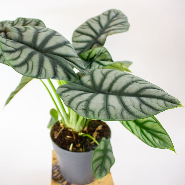 Alocasia Silver Dragon 14cm H30cm
