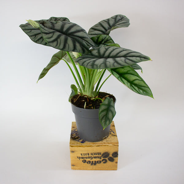 Alocasia Silver Dragon 14cm H30cm