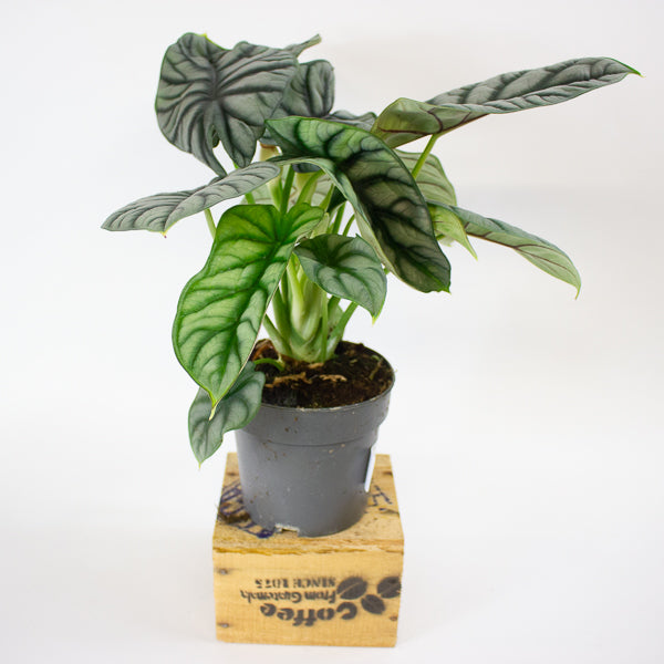 Alocasia Silver Dragon 14cm H30cm