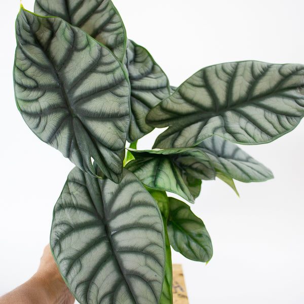 Alocasia Silver Dragon 14cm H30cm
