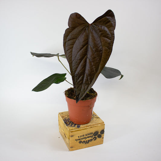 Anthurium Queen of Hearts 12cm H35cm