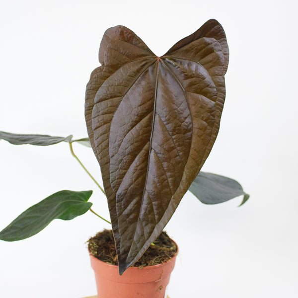 Anthurium Queen of Hearts 12cm H35cm