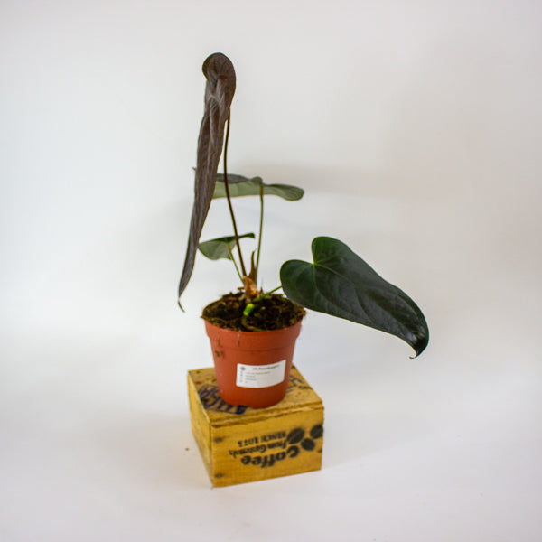 Anthurium Queen of Hearts 12cm H35cm