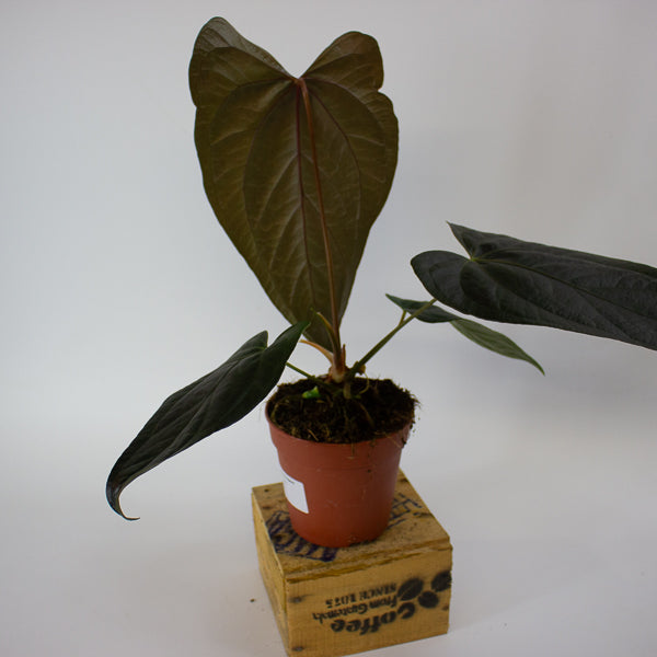 Anthurium Queen of Hearts 12cm H35cm