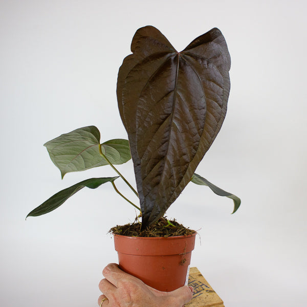 Anthurium Queen of Hearts 12cm H35cm