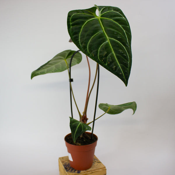 Anthurium Regale 12cm H25cm