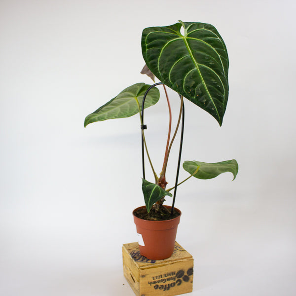 Anthurium Regale 12cm H25cm