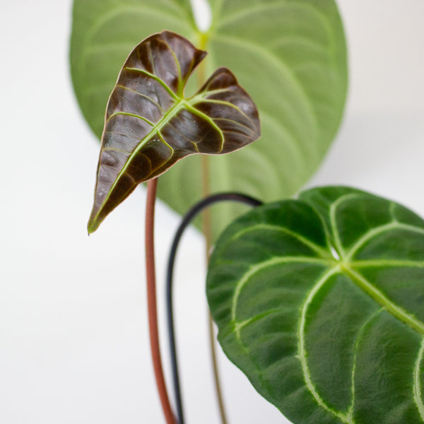 Anthurium Regale 12cm H25cm