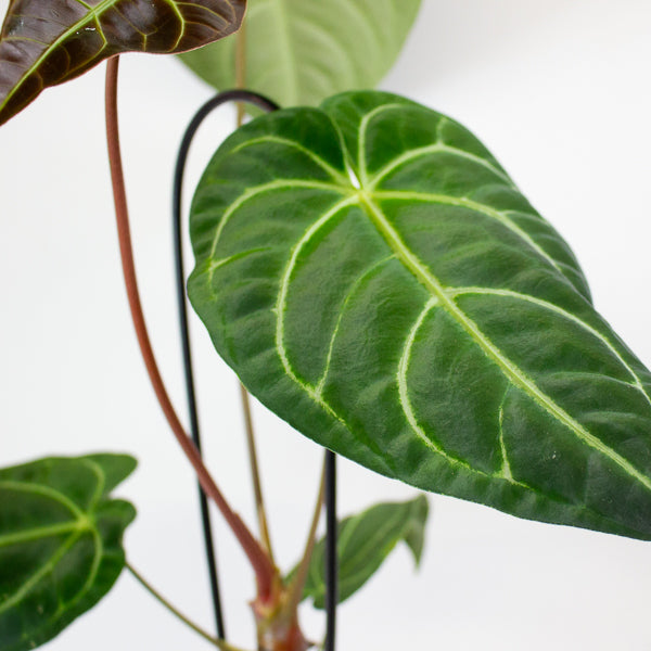 Anthurium Regale 12cm H25cm