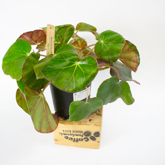 Begonia erythrophylla - Beefsteak Begonia 14cm H25cm