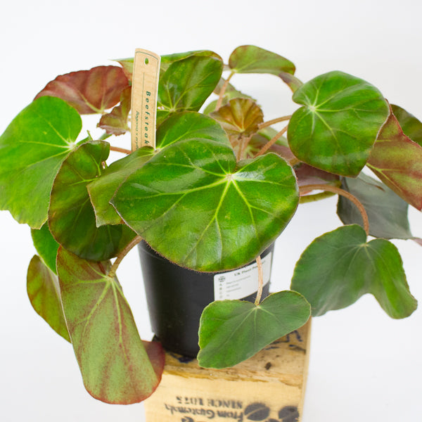 Begonia erythrophylla - Beefsteak Begonia 14cm H25cm