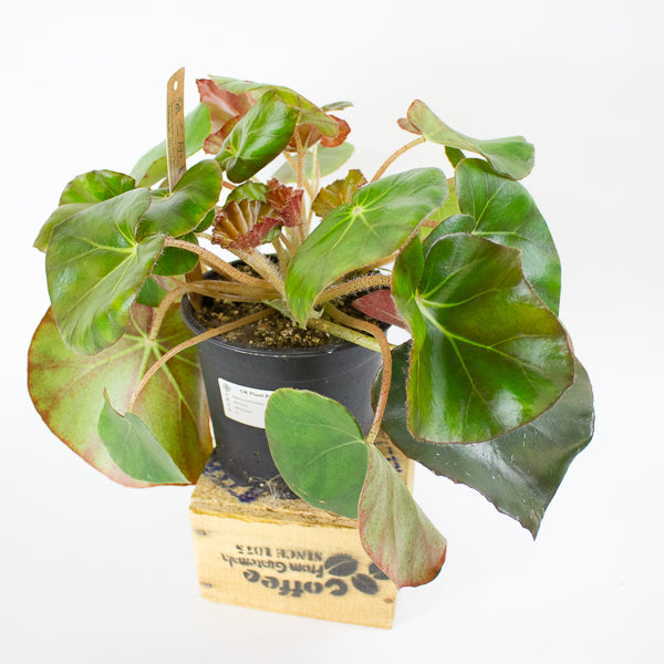 Begonia erythrophylla - Beefsteak Begonia 14cm H25cm