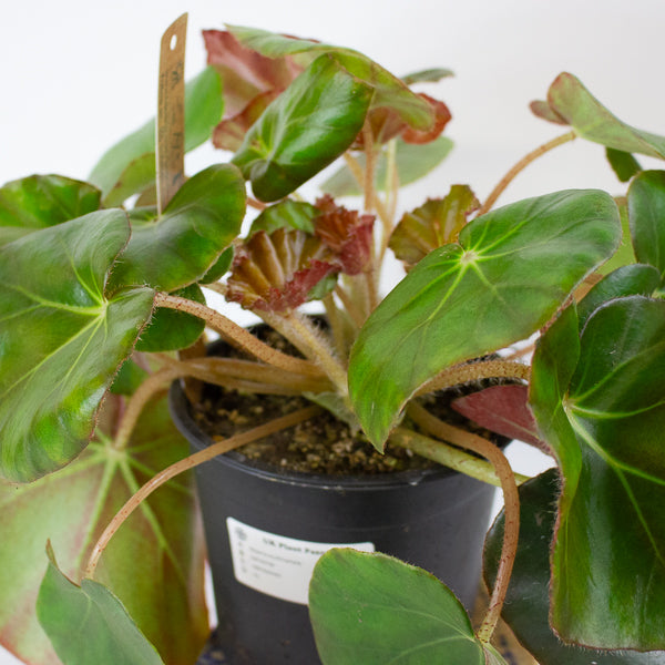 Begonia erythrophylla - Beefsteak Begonia 14cm H25cm