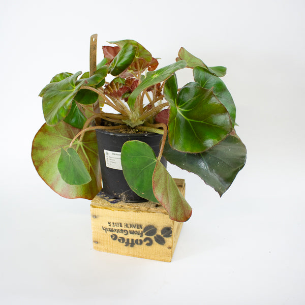 Begonia erythrophylla - Beefsteak Begonia 14cm H25cm