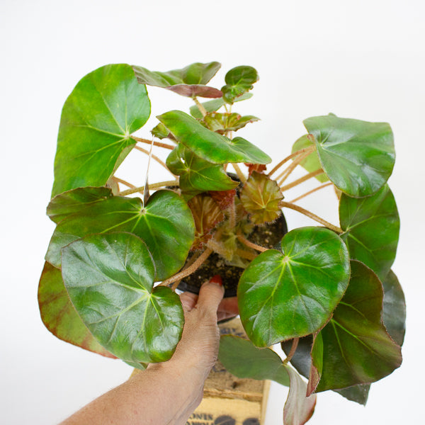 Begonia erythrophylla - Beefsteak Begonia 14cm H25cm