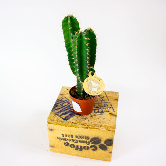 Cereus peruvianus 6cm H20cm