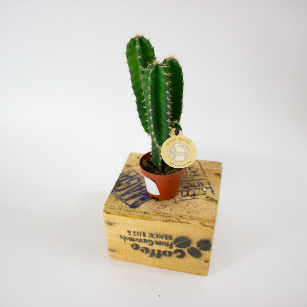 Cereus peruvianus 6cm H20cm