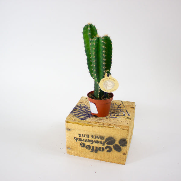 Cereus peruvianus 6cm H20cm