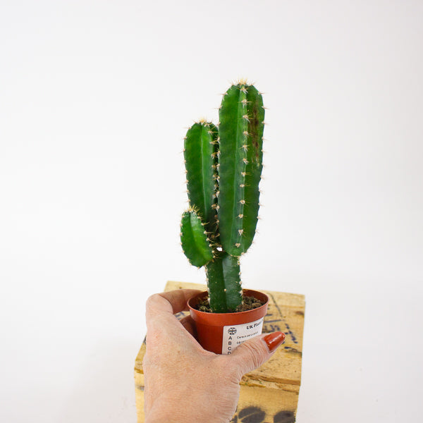 Cereus peruvianus 6cm H20cm