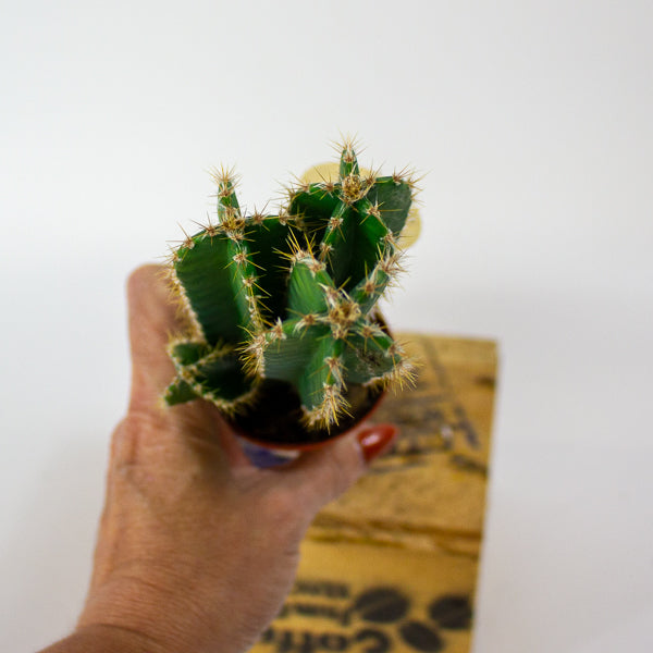 Cereus peruvianus 6cm H20cm