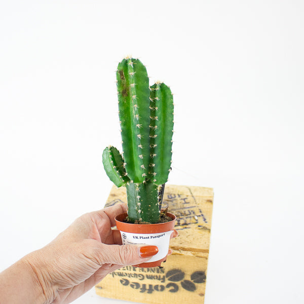 Cereus peruvianus 6cm H20cm