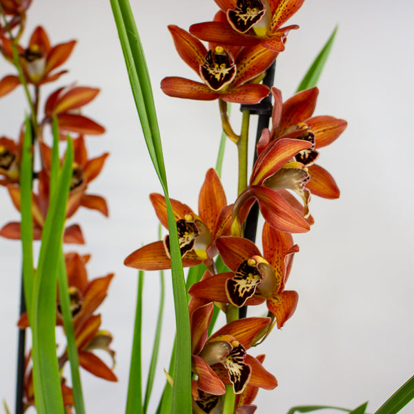 Cymbidium mixed 14cm H85cm