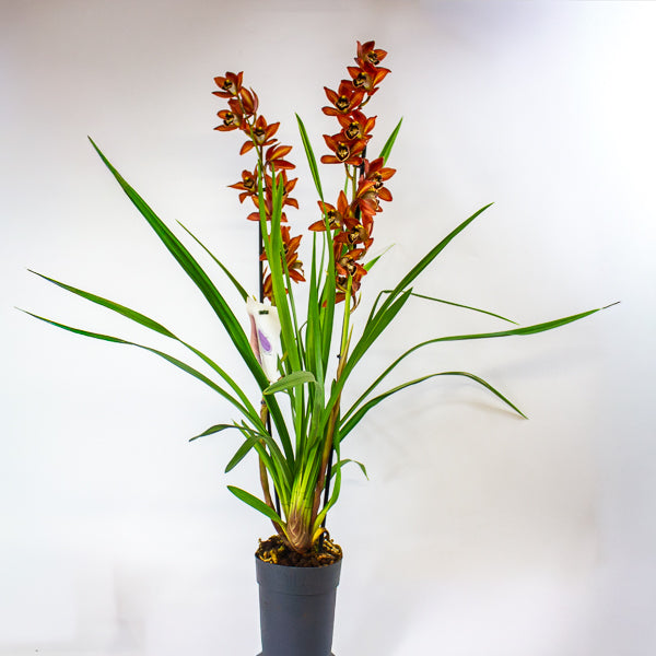 Cymbidium mixed 14cm H85cm