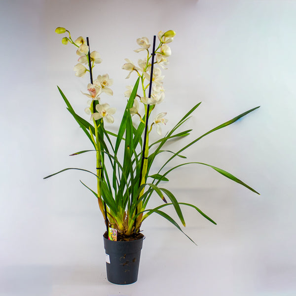 Cymbidium mixed 14cm H85cm