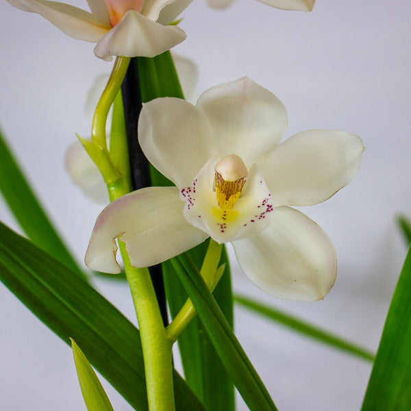 Cymbidium mixed 14cm H85cm