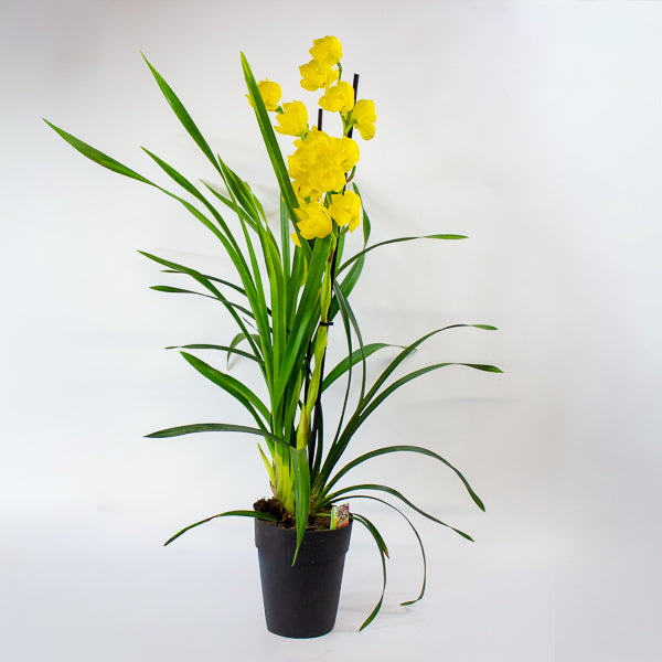 Cymbidium mixed 14cm H85cm