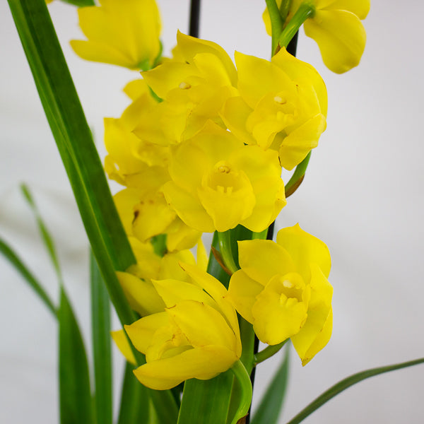 Cymbidium mixed 14cm H85cm