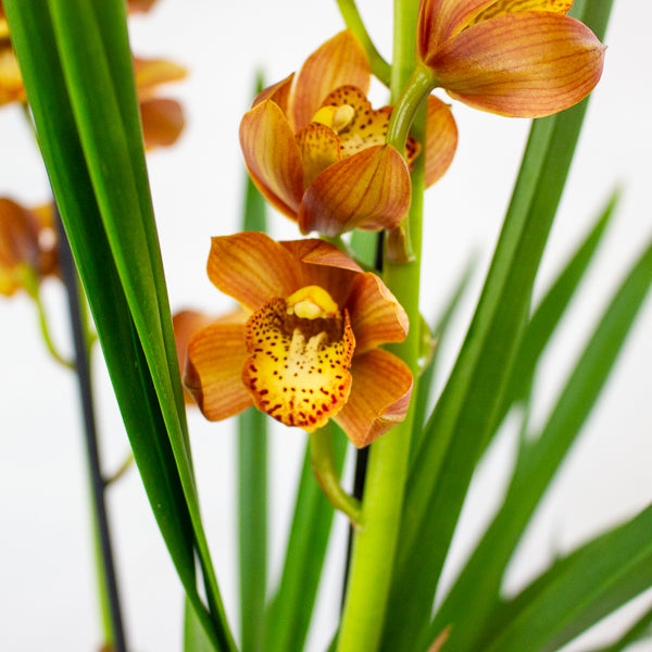Cymbidium mixed 14cm H85cm