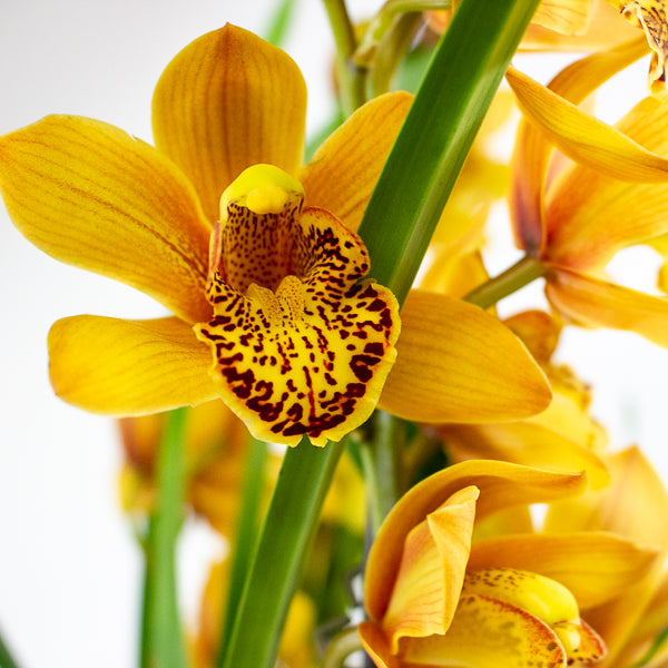 Cymbidium Floribundum 14cm H70cm