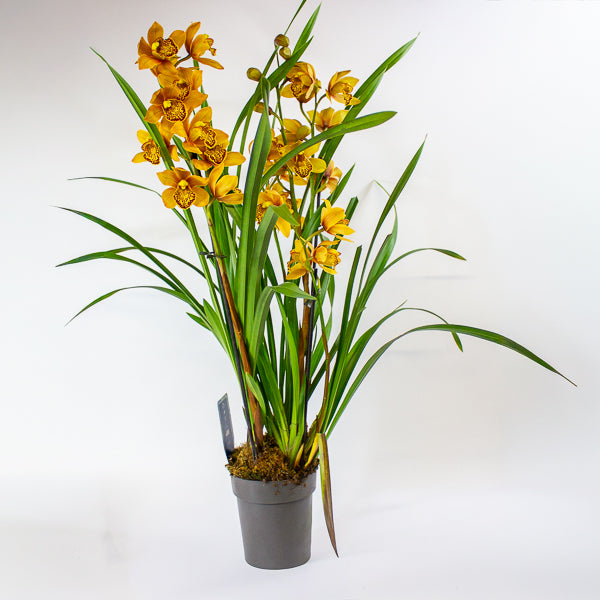 Cymbidium Floribundum 14cm H70cm