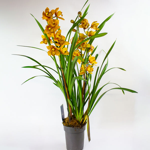 Cymbidium Floribundum 14cm H70cm
