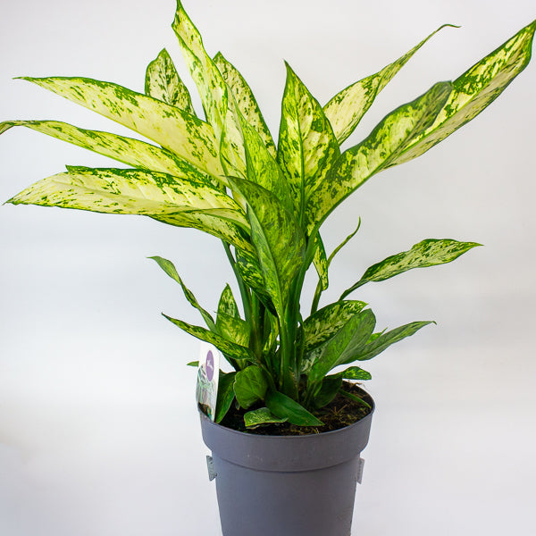 Dieffenbachia Vesuvius 19cm H55cm