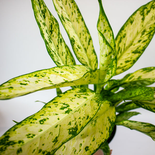 Dieffenbachia Vesuvius 19cm H55cm