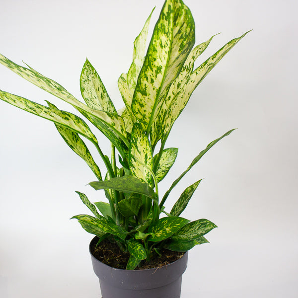 Dieffenbachia Vesuvius 19cm H55cm