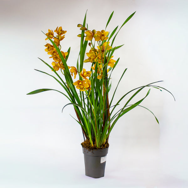Cymbidium Floribundum 14cm H70cm