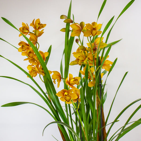 Cymbidium Floribundum 14cm H70cm