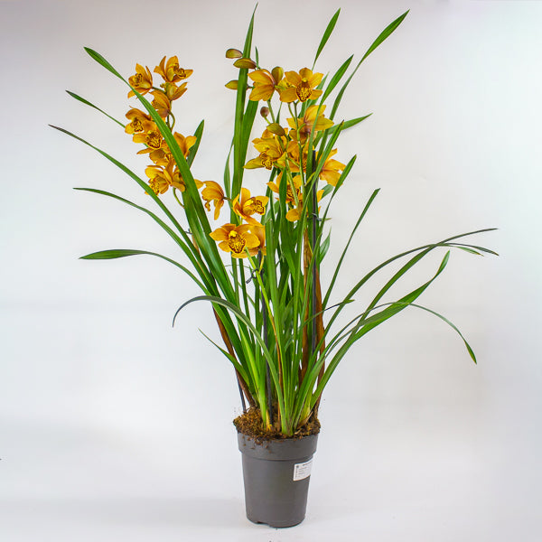Cymbidium Floribundum 14cm H70cm