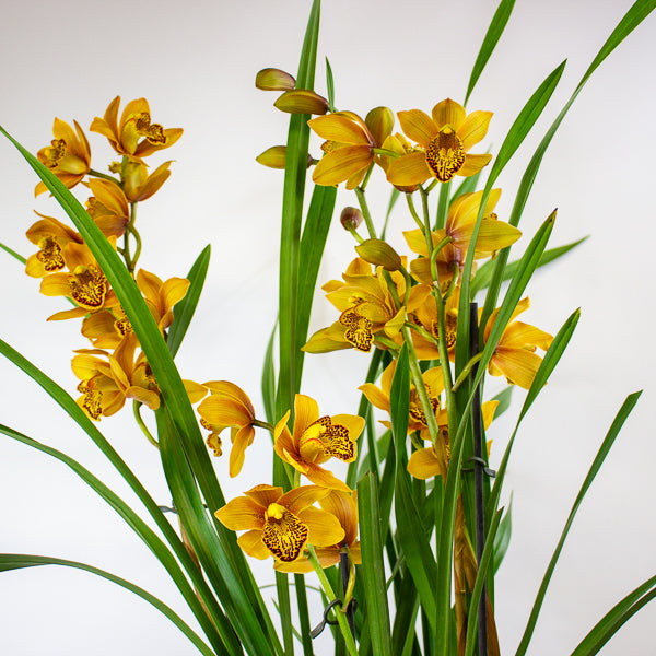 Cymbidium Floribundum 14cm H70cm