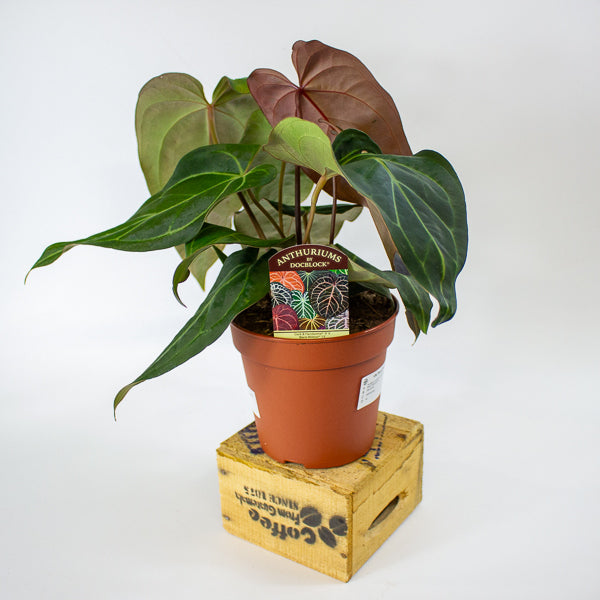 DocBlock Anthurium Dark & Handsome® '9' X Black Widow® '13' 15cm H50cm