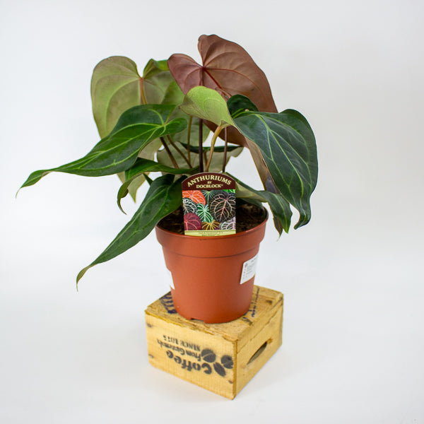 DocBlock Anthurium Dark & Handsome® '9' X Black Widow® '13' 15cm H50cm